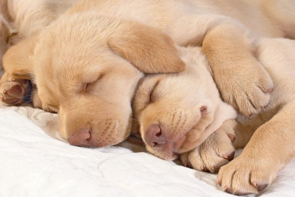 cucciolo di cane piange nel sonno