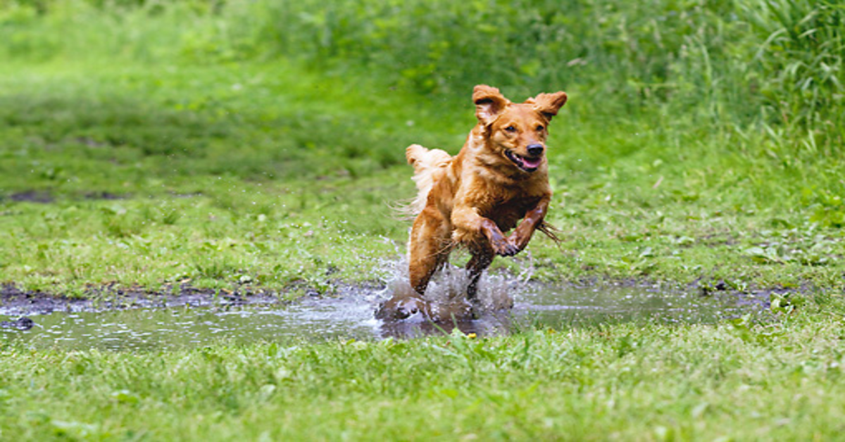 golden retriever corre nella pozzanghera