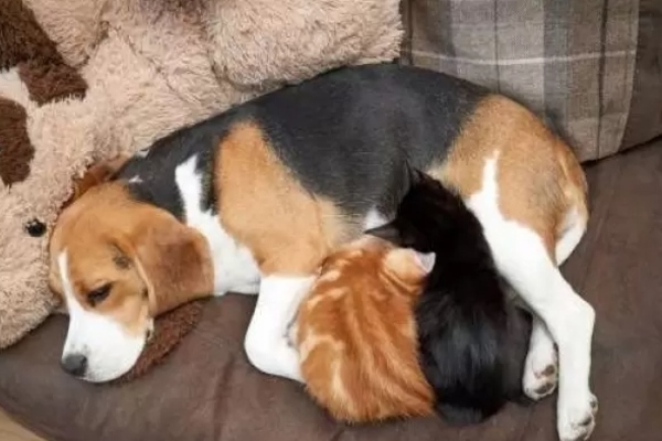 Beagle dorme con dei gattini