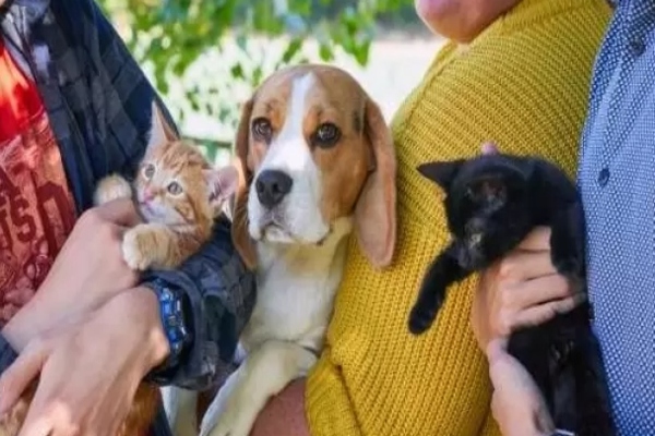 Beagle con due gattini