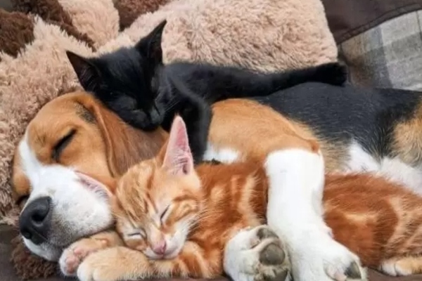 Beagle dorme con dei gattini