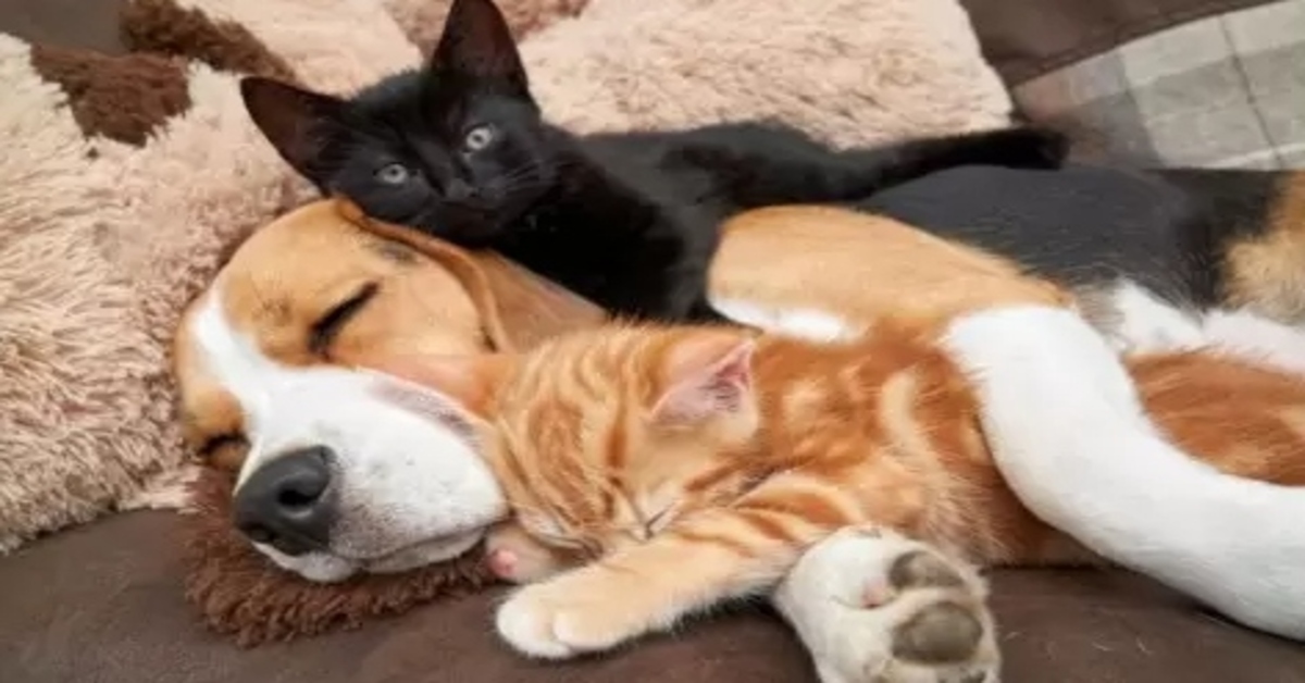 Daisy, la Beagle che si è presa cura di due gattino trovatelli