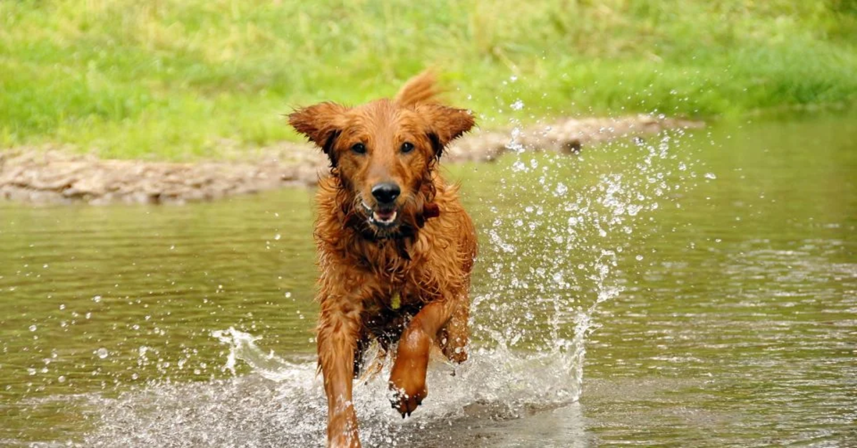 cane corre nella pozzanghera