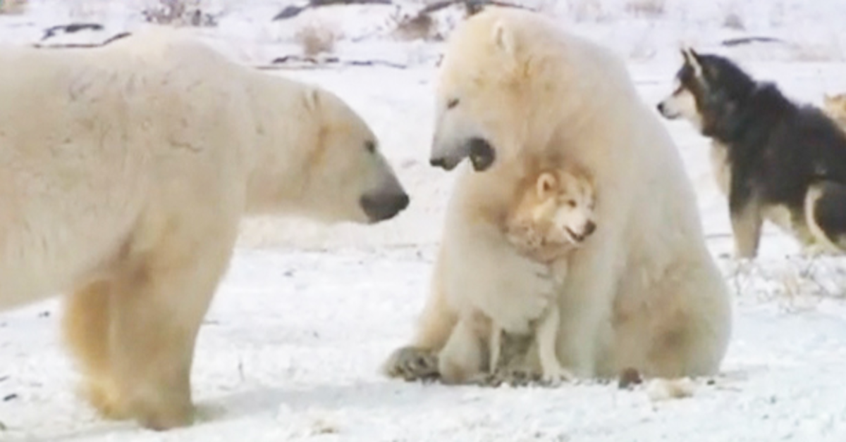 Cani da slitta e orsi polari giocano insieme (VIDEO)