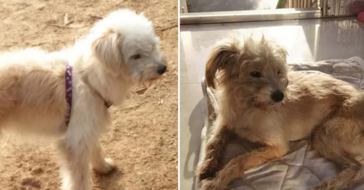 Dou Dou, il cagnolino che ha percorso 60 Km in 26 giorni per riabbracciare la sua famiglia