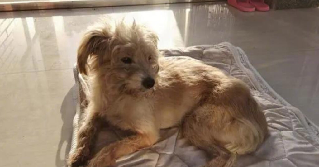 Cagnolino randagio