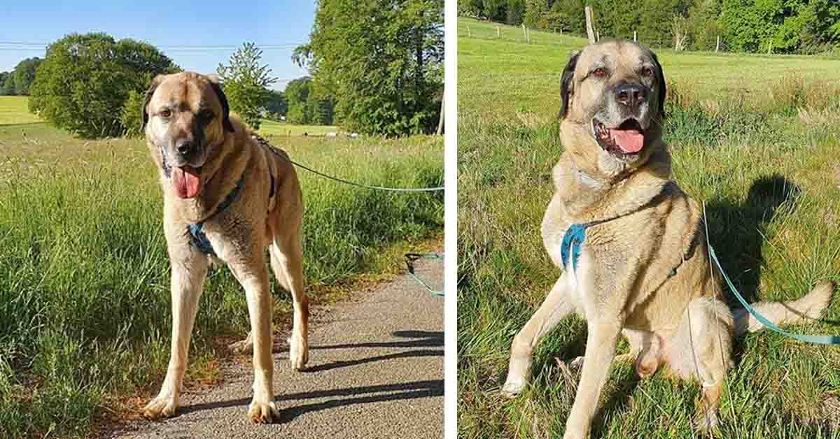 Duman, il cane “gigante buono” che nessuno vuole adottare e che non ha mai conosciuto l’amore