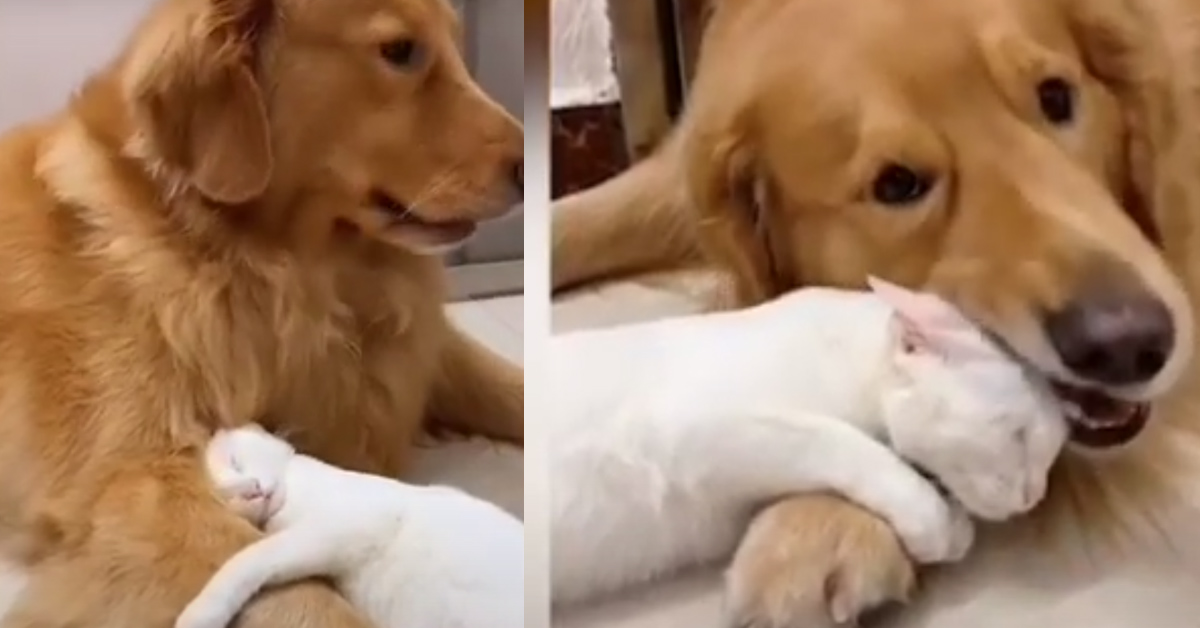Duo Duo e Snowball, il Golden Retriever e il gattino uniti da un’amicizia speciale (video)