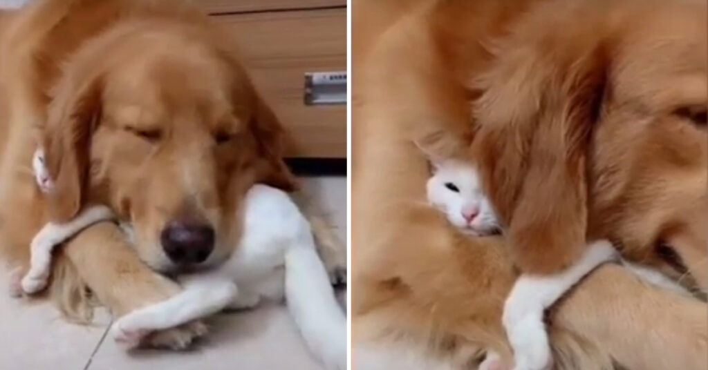 Golden Retriever con un gattino bianco