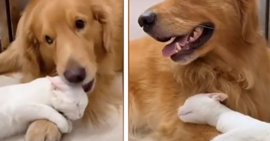 Golden Retriever con un gattino bianco