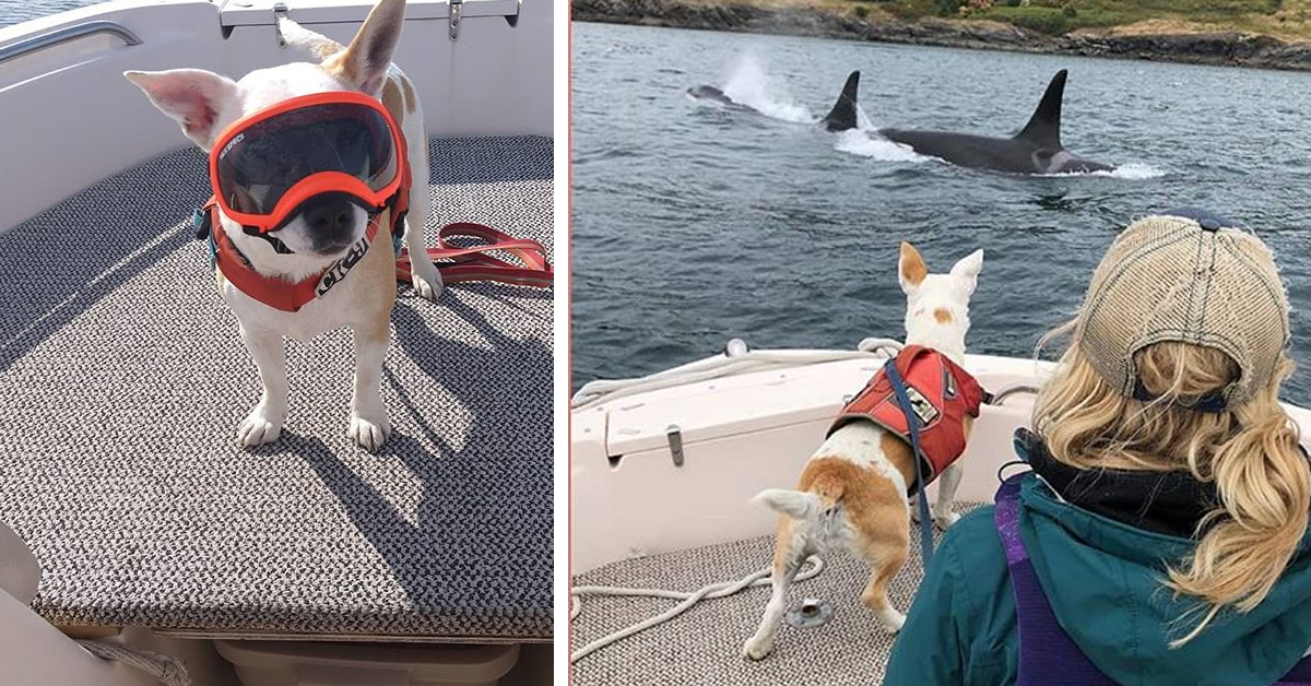 Eba, il cane abbandonato perché “difficile” che oggi è il guardiano delle balene in California