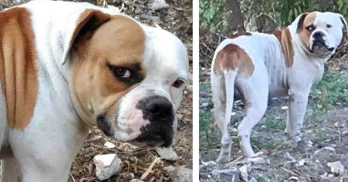 Ettore, il Bulldog Americano che da mesi aspetta il ritorno di chi lo ha abbandonato