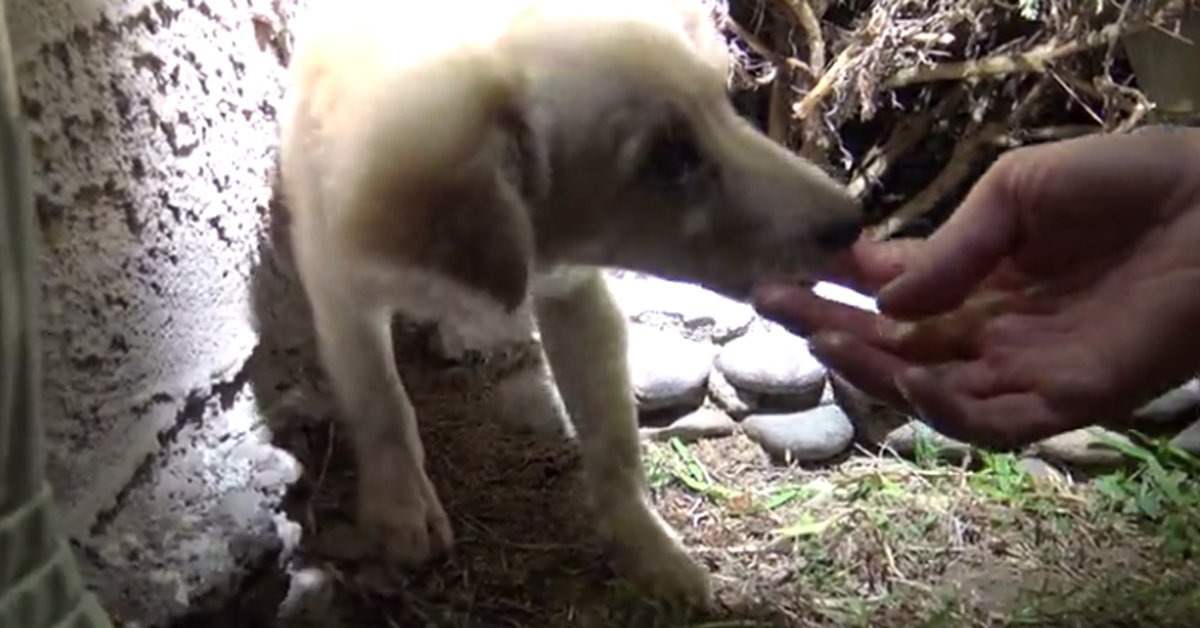 Fox, il cucciolo di cane rifiutato dalla sua proprietaria che adesso cerca la felicità (video)