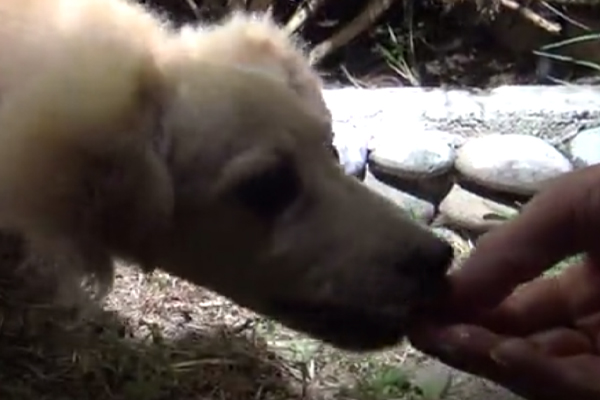 Cucciolo di cane che annusa una mano