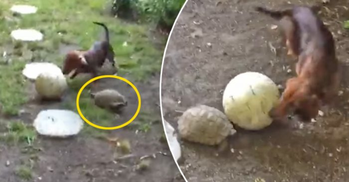 Il cane gioca a palla con la tartaruga (VIDEO)