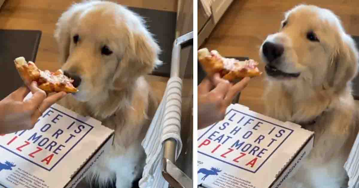 Golden Retriever assaggia la pizza e la sua reazione conquista il web (video)