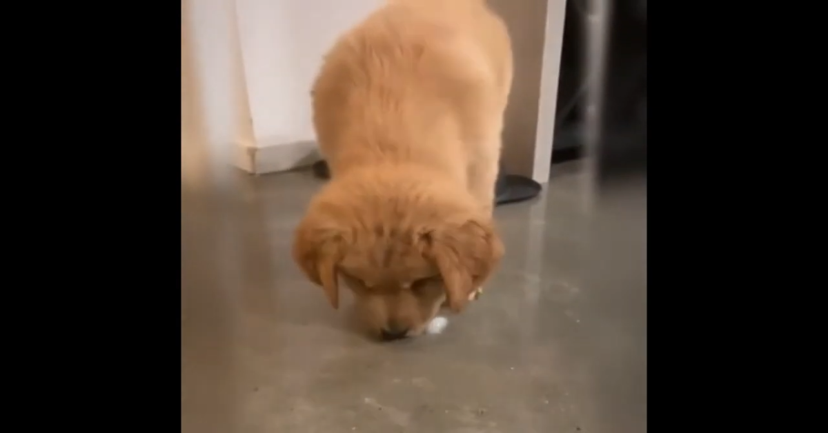 Cucciolo di Golden Retriever gioca con un cubetto di ghiaccio (VIDEO)