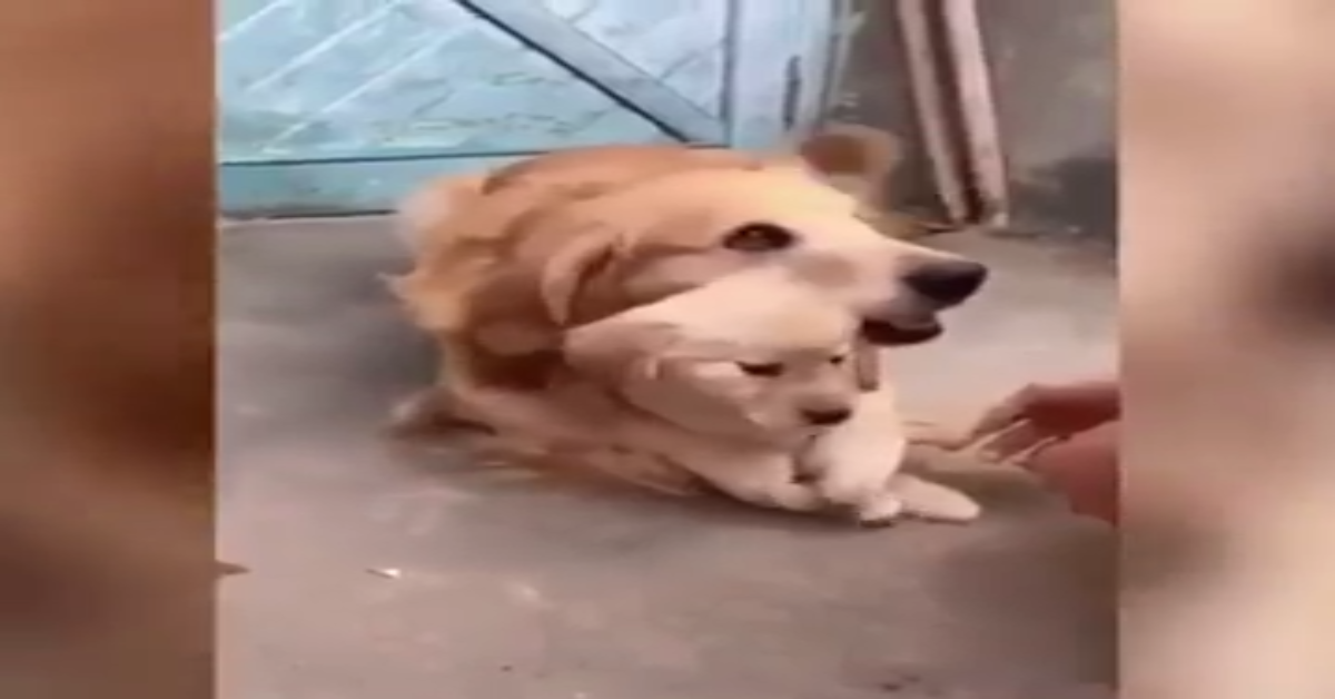 Golden protegge un cucciolo della stessa razza (VIDEO)