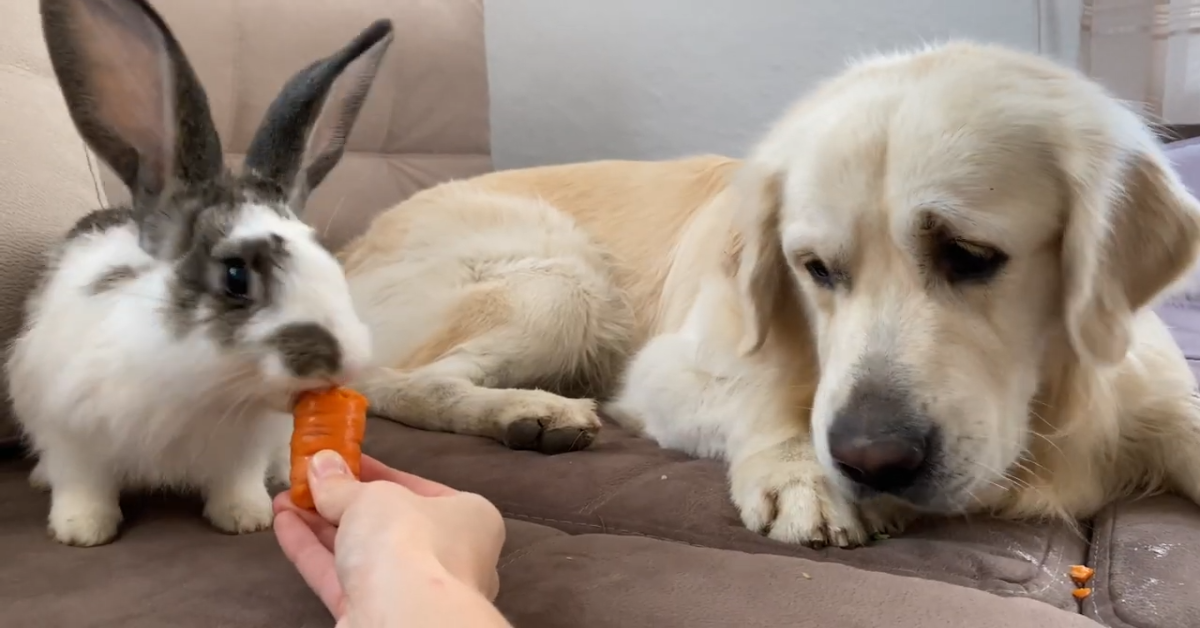 Un Golden Retriever incontra un coniglietto nuovo per la prima volta (VIDEO)