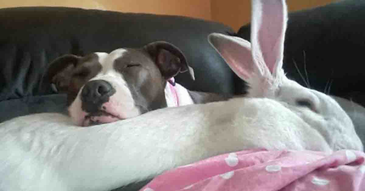 Grace, la Pitbull che è diventata la migliore amica di un coniglio