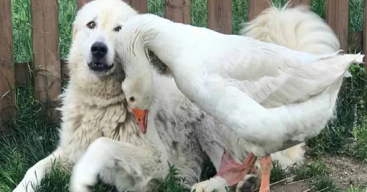 Mario e Gwen: La meravigliosa amicizia fra un Pastore maremmano e un’oca( VIDEO)