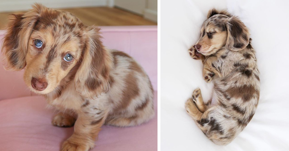 Honeydew, il cucciolo di Bassotto la cui bellezza fa impazzire Instagram (video)