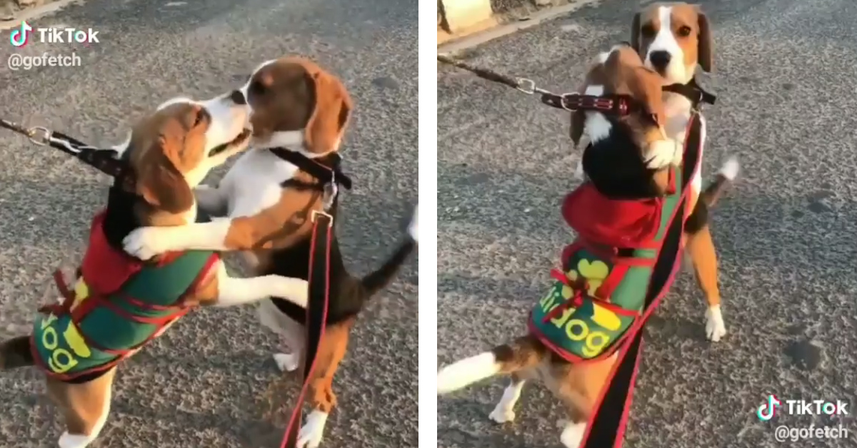 I cuccioli di Beagle si abbracciano teneramente quando si incontrano durante la passeggiata (video)