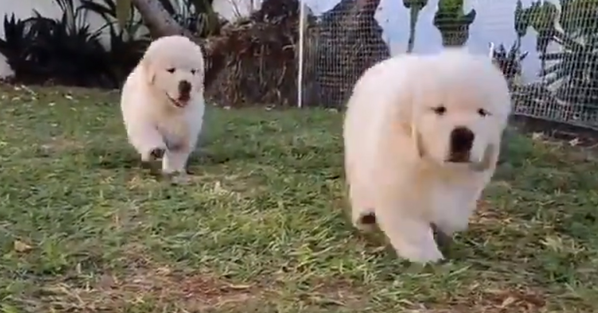 I cuccioli di Golden Retriever corrono felici in modo un po’ goffo (video)