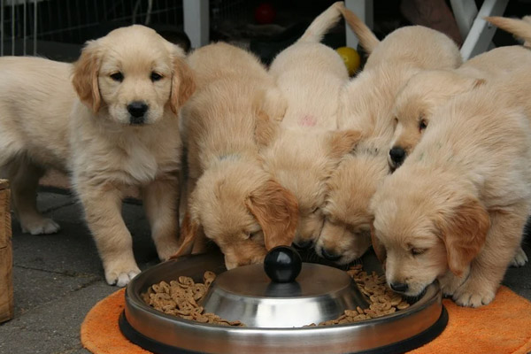 Cuccioli di Golden Retriever che mangiano