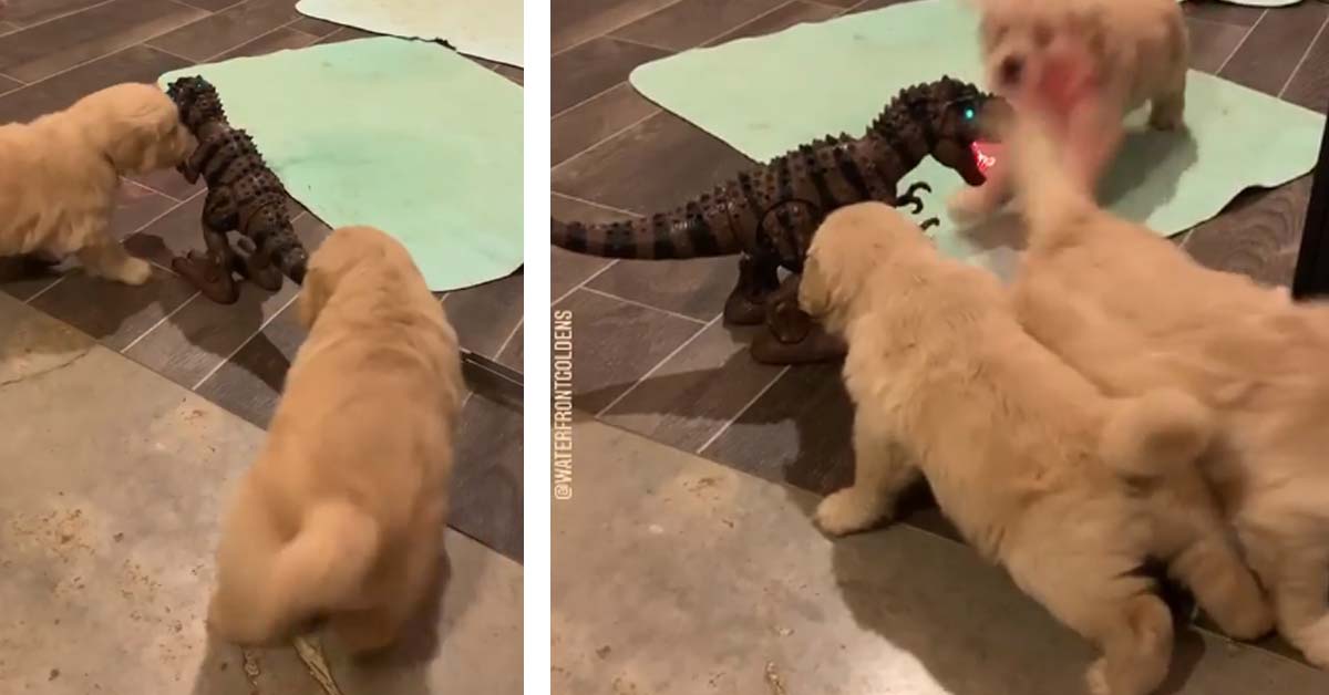 I cuccioli di Golden Retriever giocano con un dinosauro animato e il video diventa virale