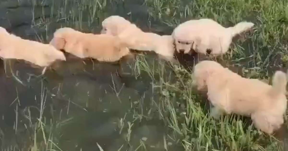 I cuccioli di Golden Retriever imparano a nuotare e il video conquista il web