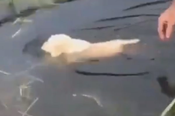Cucciolo di Golden Retriever che nuota