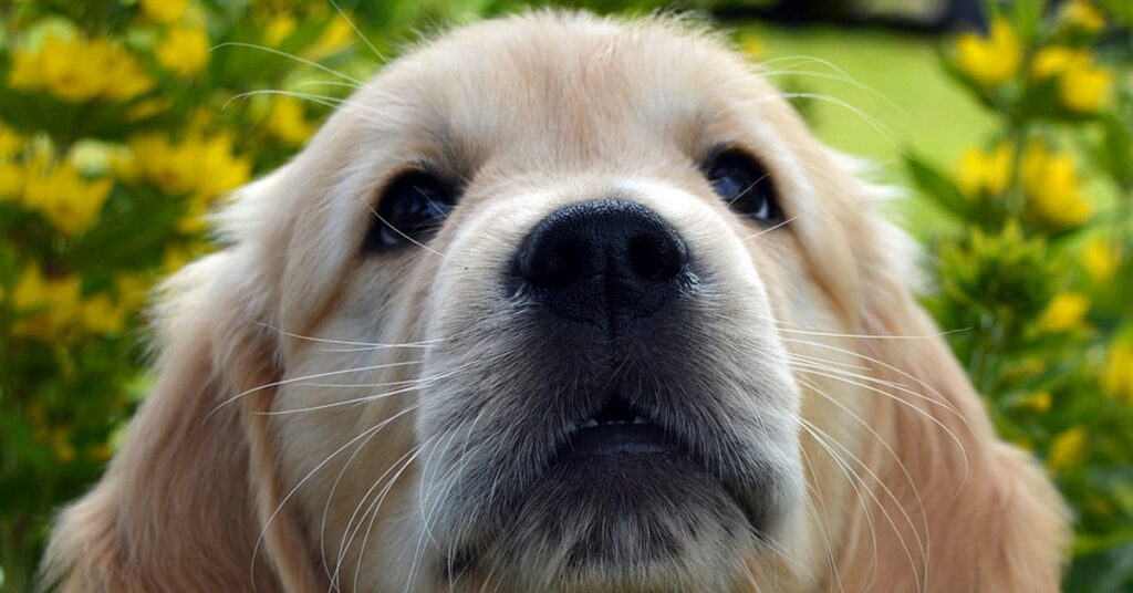 Cucciolo di Golden Retriever che osserva