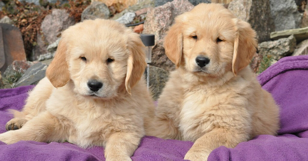 Cuccioli di Golden Retriever che osservano