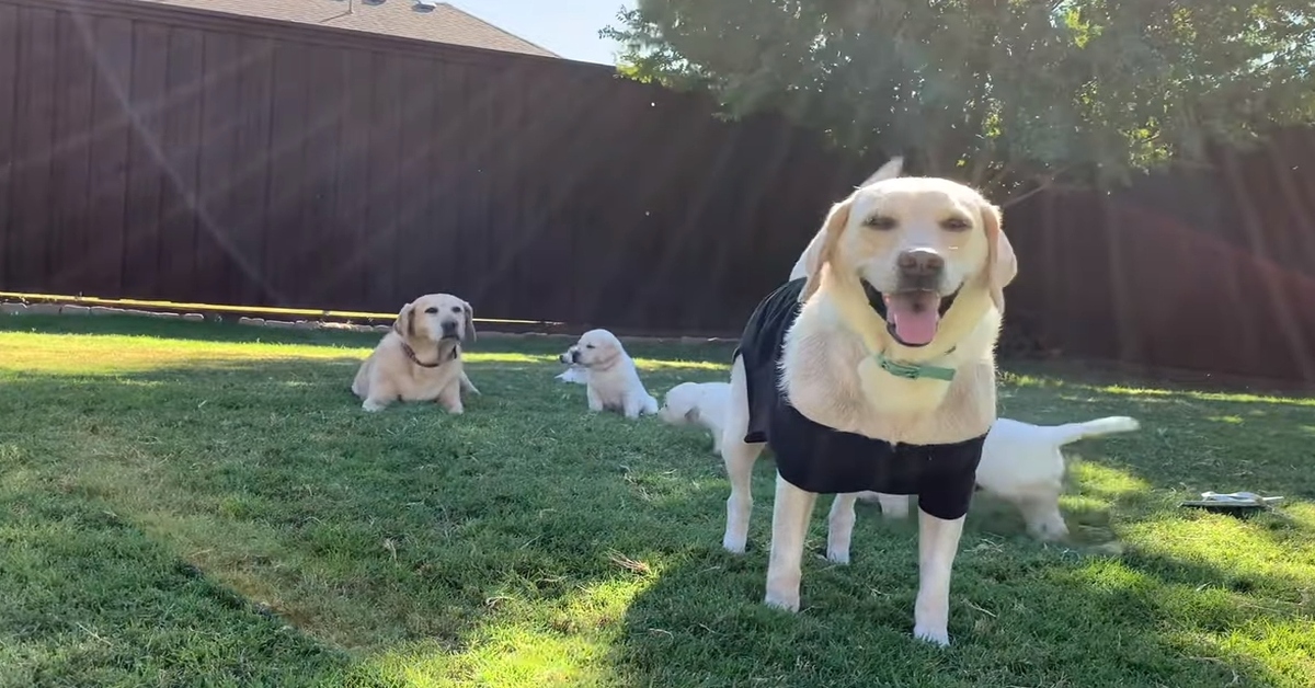 cuccioli di Labrador giocano in piscina