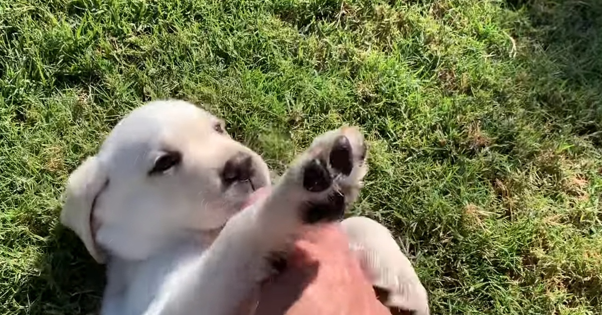 cucciolo di Labrador gioca