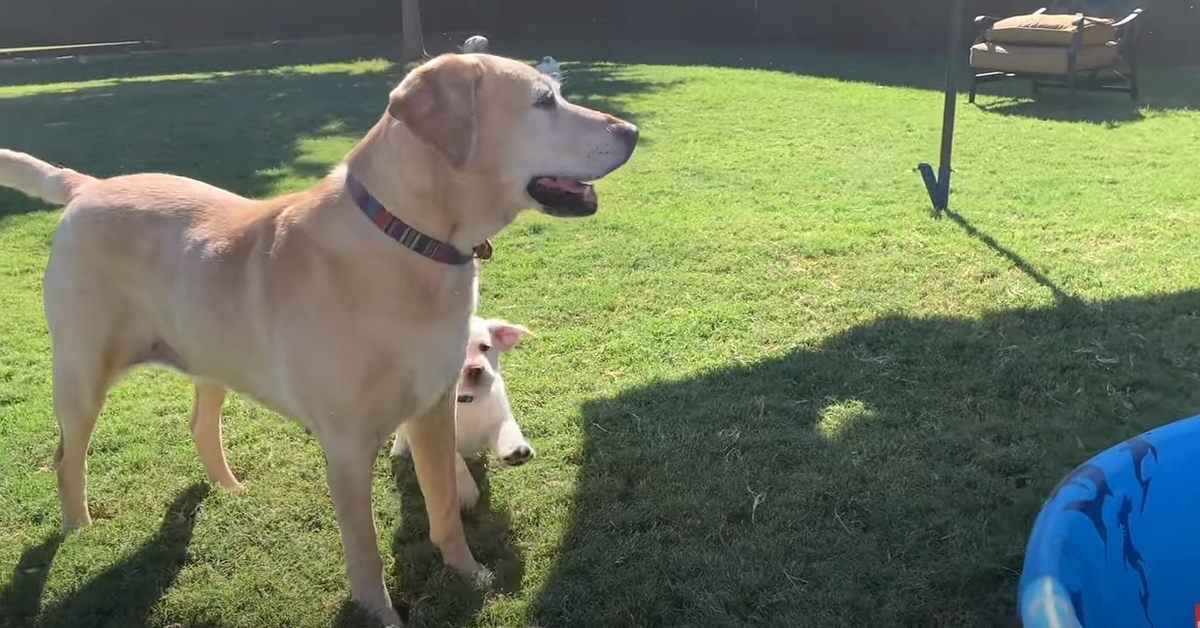 I cuccioli di Labrador entrano in piscina per la prima volta (VIDEO)