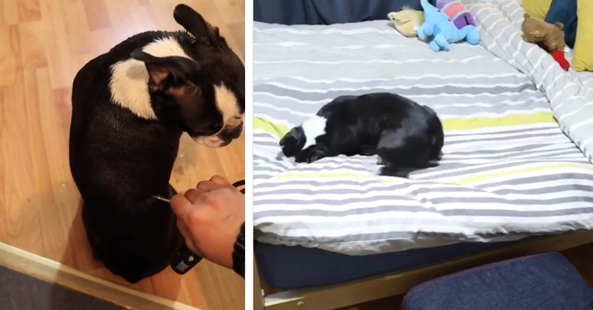 Il Boston Terrier si “attiva” grazie ad una chiave e il video diventa virale