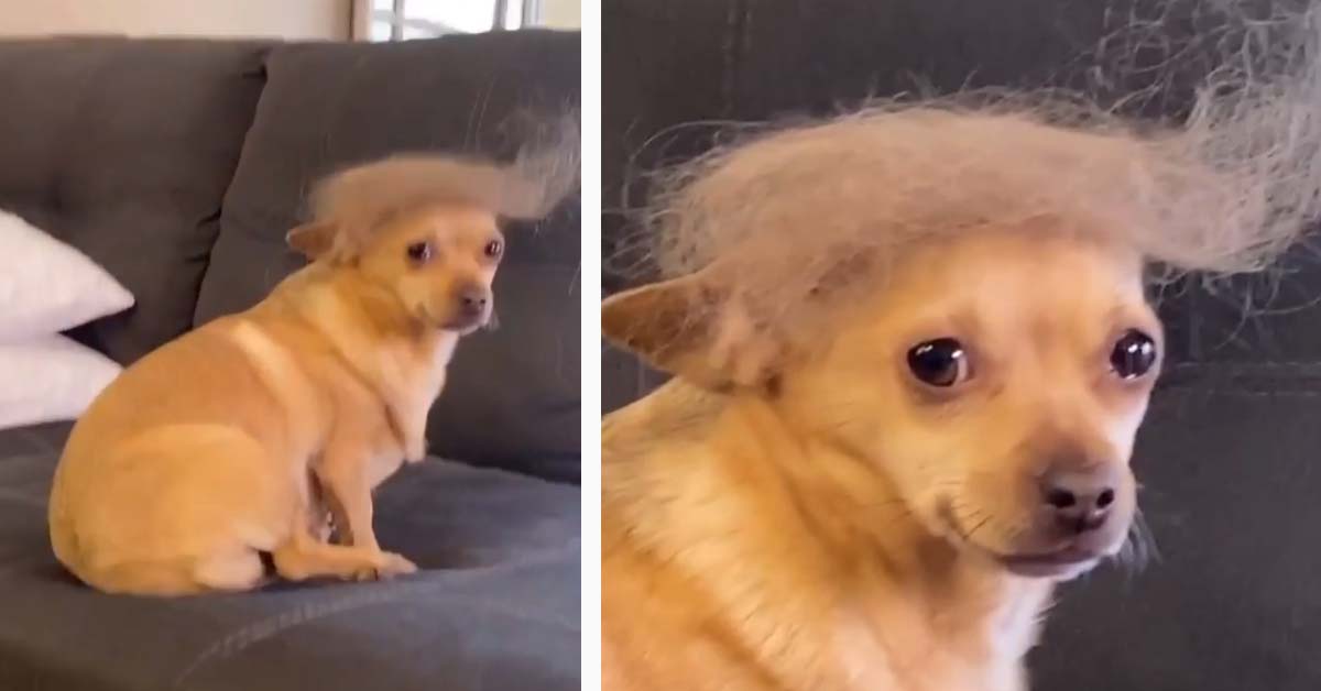 Il Chihuahua con la parrucca che fa impazzire il web (video)