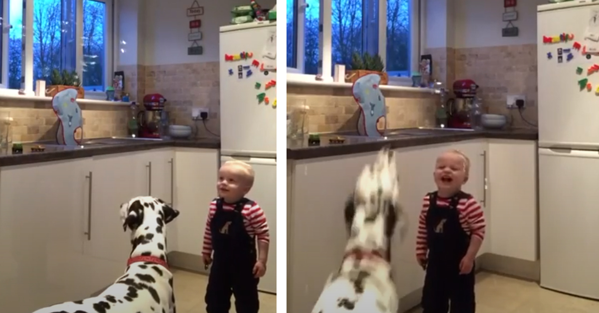 Il Dalmata cerca di prendere le bolle di sapone e il bambino non trattiene le risate (video)
