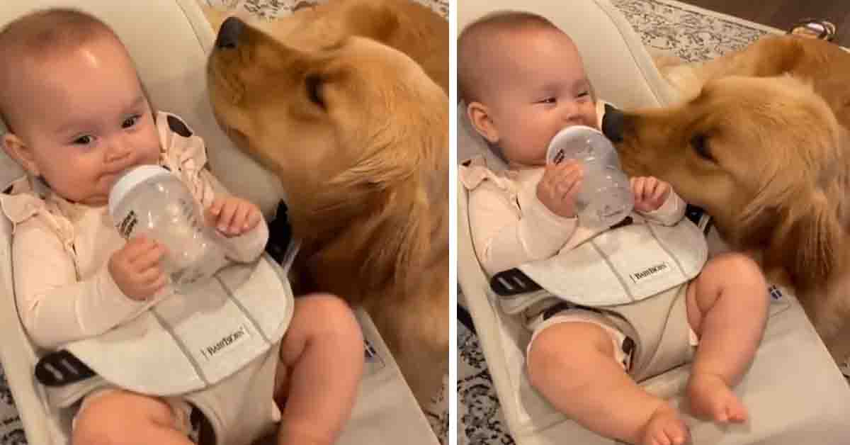 Il Golden Retriever coccola dolcemente un bambino e il video commuove il web