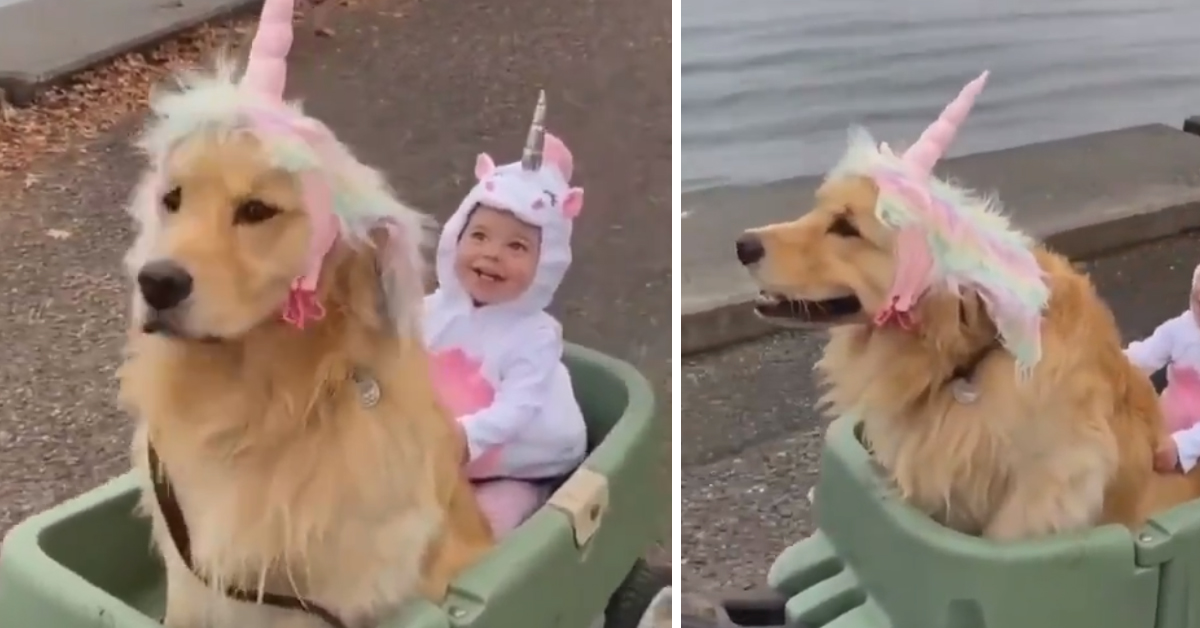 Il Golden Retriever e il bambino si “trasformano” in unicorni e il video diventa virale
