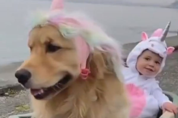 Cane e bambino travestiti da unicorno