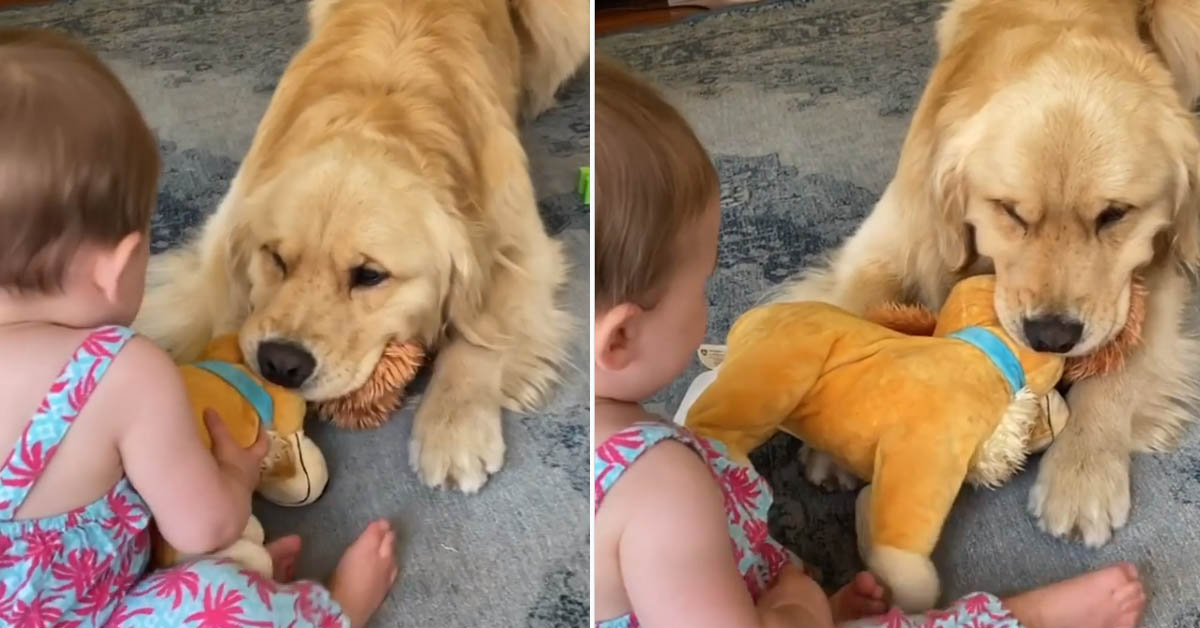 Il Golden Retriever e la bambina si “litigano” dolcemente un peluche (video)