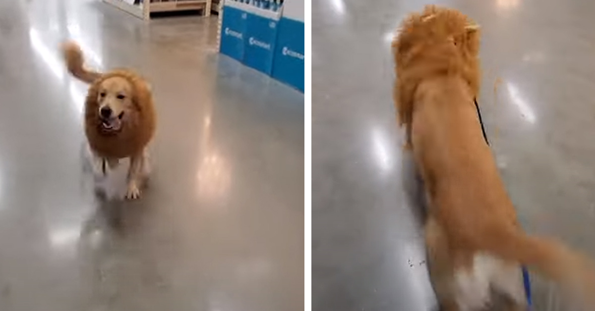 Il Golden Retriever entra nello spirito di Halloween e si traveste da “feroce” leone (video)