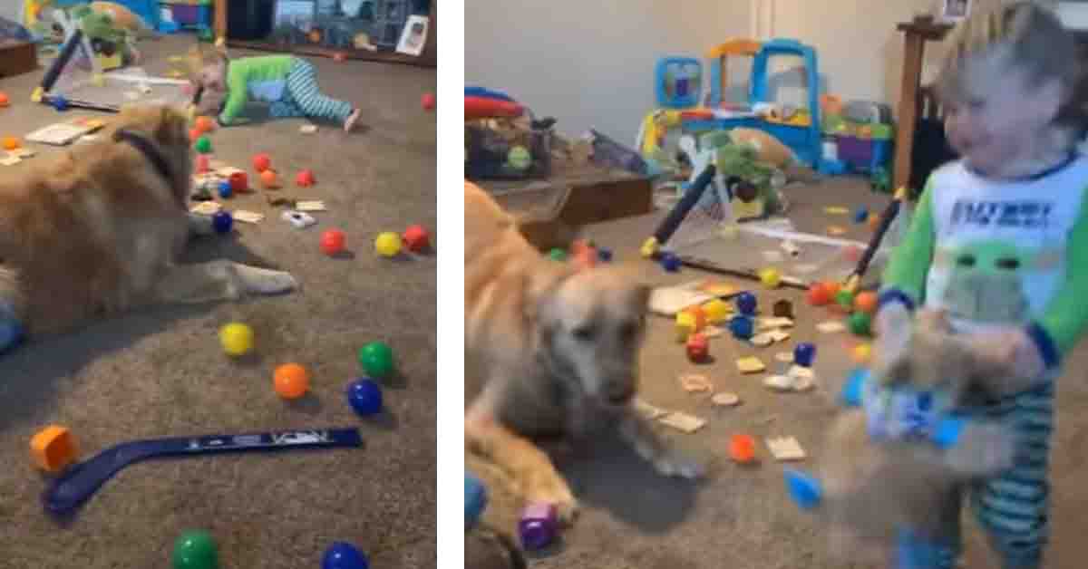 Il Golden Retriever impazzisce di gioia giocando con le palline con un bambino (video)