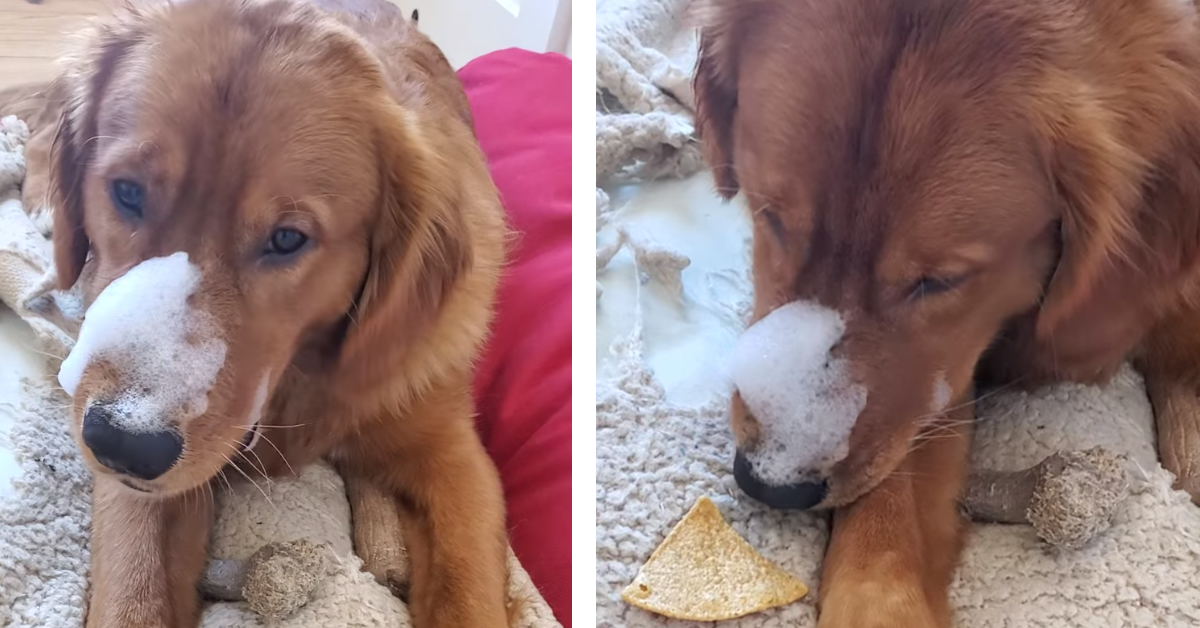 Il Golden Retriever nasconde una patatina rubata in bocca, ma alla fine deve “confessare” (video)