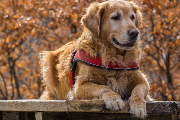 Golden Retriever che osserva