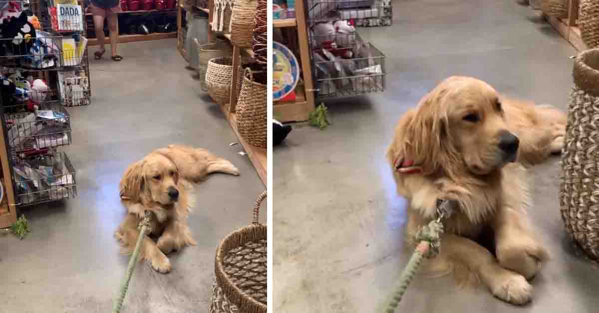 Il Golden Retriever non ha nessuna intenzione di seguire il proprietario (video)