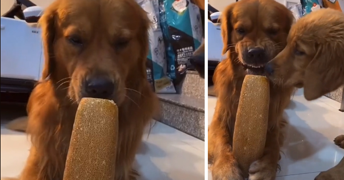 Il Golden Retriever non vuole condividere il cibo con il suo “amico” (video)